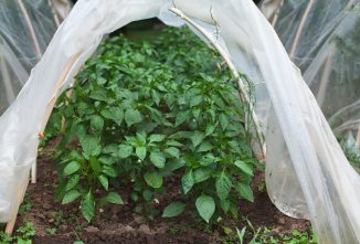Raised Beds and Low Tunnels